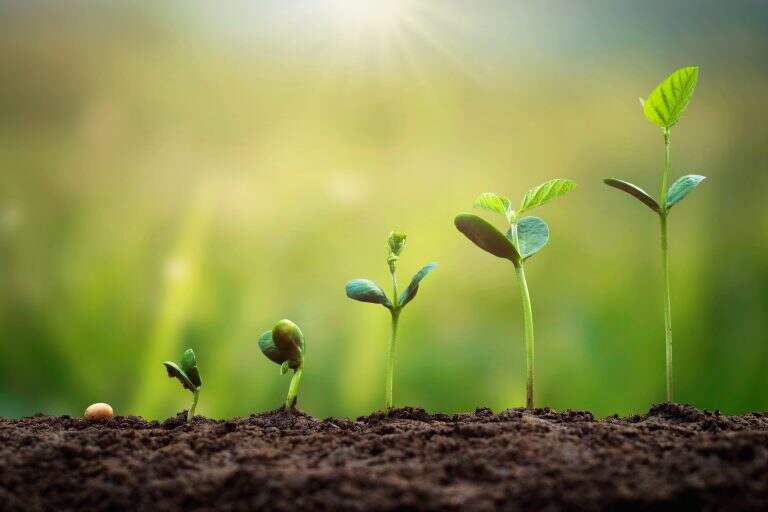 soybean growth in farm with green leaf background. agriculture plant seeding growing step concept